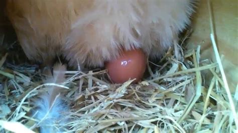 Our Chicken Laying An Egg Youtube