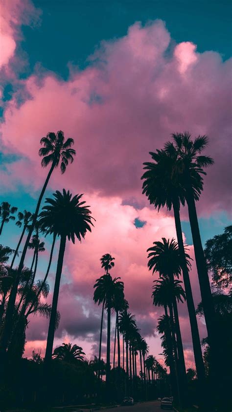 Cool Iphone Wallpaper Palm Trees 2022