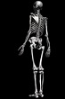 Joel Mongeon|Skeleton