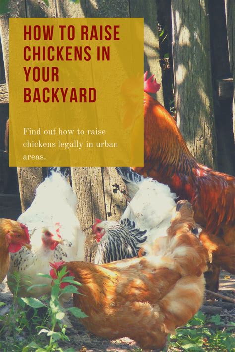How To Raise Chickens In Your Back Yard Raising Chickens Chickens Chickens Backyard
