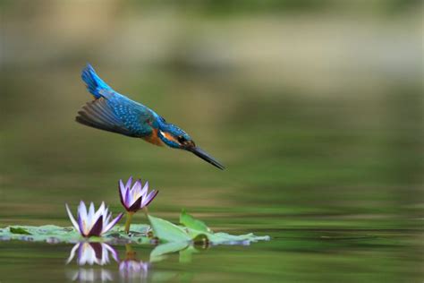 Nature Animals Birds Kingfisher Wallpapers Hd Desktop