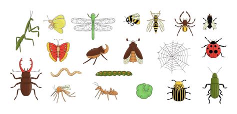 Vector Set Of Colored Insects Collection Of Isolated On White