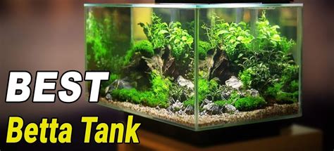 Top 10 Best Betta Fish Tanks 2023 Reviews And Buyers Guide Aquarium