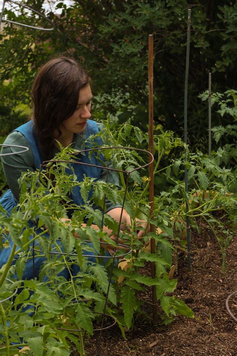 Trellising And Training Tomatoes — Under A Tin Roof