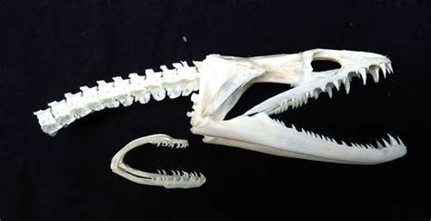Real Super Rare Moray Eel Skull W 2nd Jaw Taxidermy Snake Fish