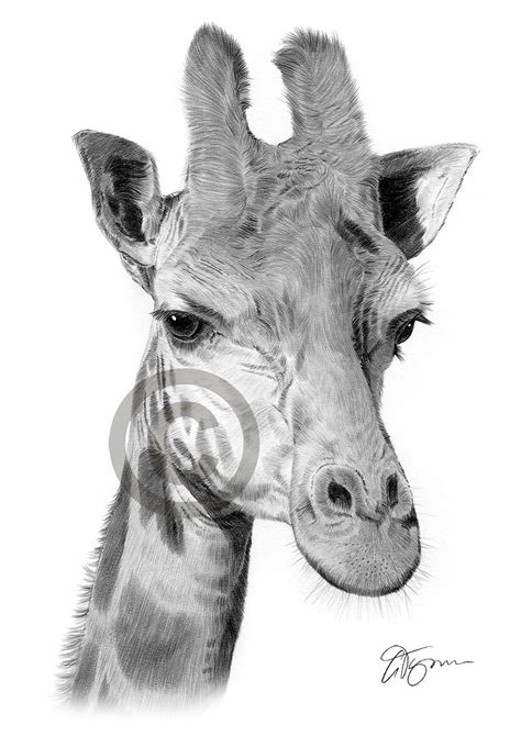 Pencil Drawing Of An African Giraffe By Uk Artist Gary Tymon