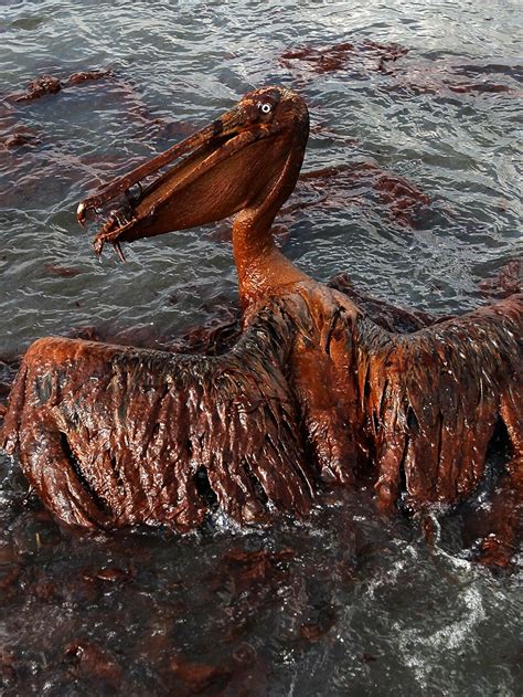 Oil Spill Animals Before And After