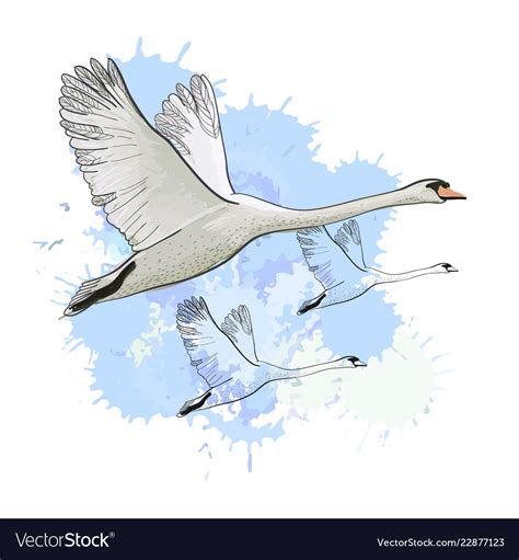 Drawing Flying Flock Swans With Royalty Free Vector Image