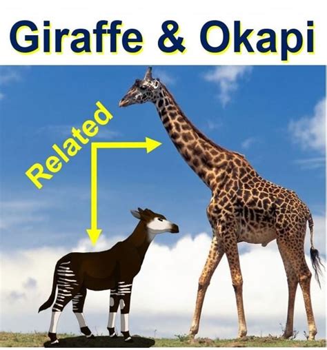 Giraffe Has Long Neck Thanks To A Set Of Genes That Helped It Adapt