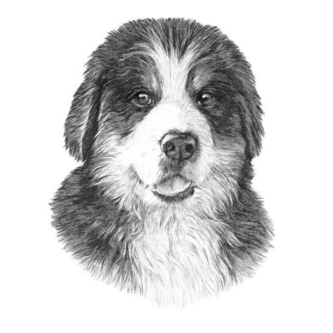 Bernese Mountain Dog Illustrations Royalty Free Vector Graphics And Clip