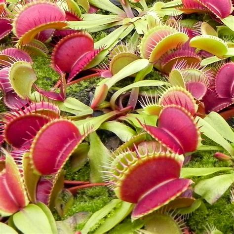 The Venus Fly Trap Is A Well Known Spectacular Carnivorous Plant