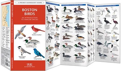 Boston Birds Pocket Naturalist® Guide