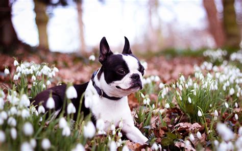 Download Wallpapers French Bulldog Bokeh Flowers Dogs Black French