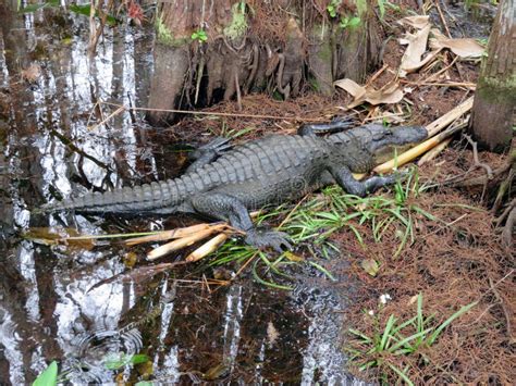 Alligator At Audubon Corkscrew Swamp Sanctuary Stock Image Image Of