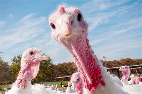 Stop Eating Thanksgiving Turkey Why Its Time To Give Up This Big Fat Holiday Travesty