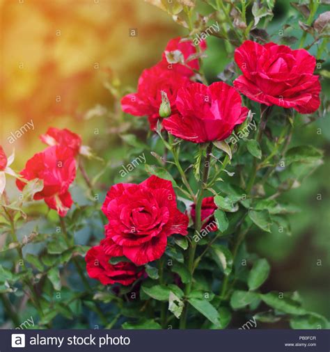 Beautiful Red Roses In The Garden Nature Wallpaper