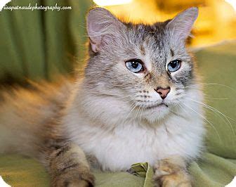 Skip to content find a pet breeds. Precious | Adopted Cat | Worcester, MA | Domestic Longhair