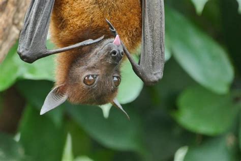 Years First Case Of Bat Rabies Found In Eugene
