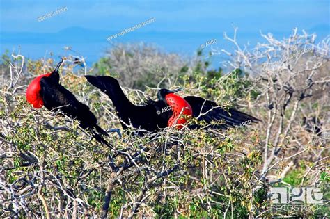 Magnificent Frigatebirds Males North Seymour Island Galapagos Islands