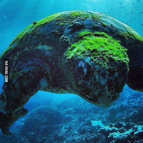 Beautiful 100 Years Old Sea Turtle Looks Amazing 9gag