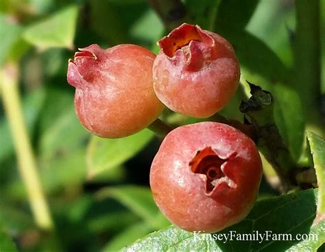 Blueberry Plants For Sale Georgia Rabbiteye Bushes