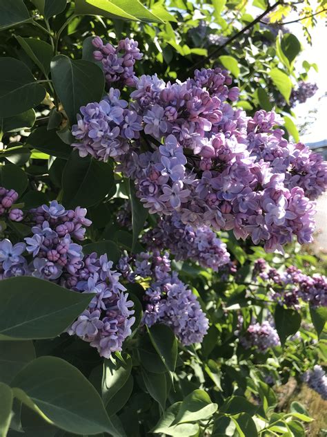 The 10 Most Fragrant Lilacs That Also Happen To Be Gorgeous Artofit