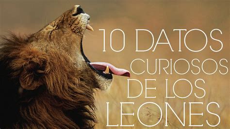 Datos Curiosos De Un Leon Kulturaupice