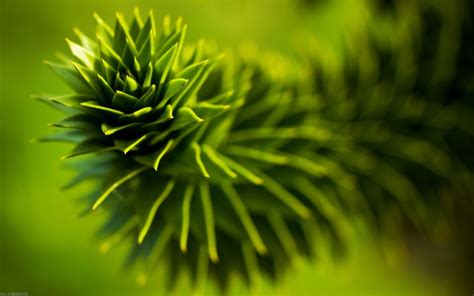 Green Blurred Photography Depth Of Field Natural Lighting Nature