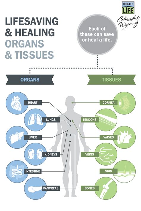 Donor Alliance Organ And Tissue Infographic Donor Alliance