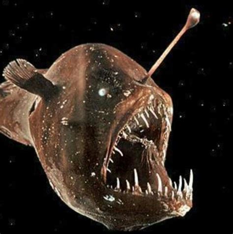 Pin On Deep Sea Life Odd Strange Beautiful And Nightmarish