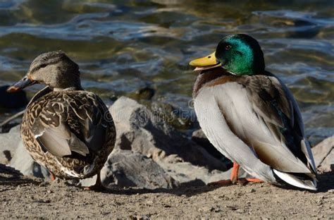 Mallard Duck Pair Stock Image Image Of Animal Nature 107780171