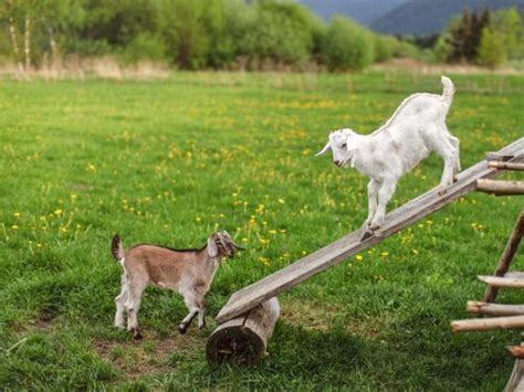 14 Diy Goat Toys To Keep Your Goats Busy With Pictures Pet Keen