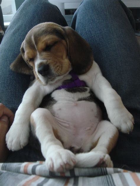 Callie(the puppy) is a mutt that was tied to our fence in 2012. sleeping beagle puppy | Flickr - Photo Sharing!