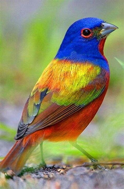 24 Best Images About Weird And Colourful Birds On Pinterest Hawk Bird