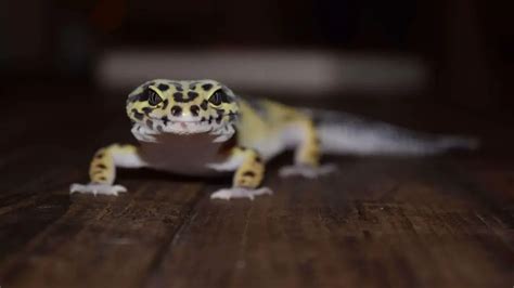 Comprehensive Leopard Gecko Care Guide Reptile Roommate