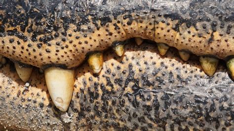 Alligator Hunt Underway After Sc Officials Find Body With Bite Marks