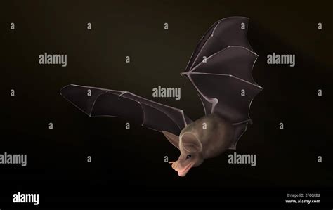 Spectral Bat Vampyrum Spectrum Great False Vampire Bat Or Linnaeuss