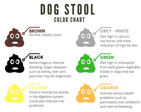 A Complete Guide To Dogs Stool Color Shape And Consistency Paw Castle