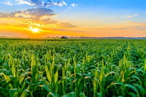 Why Do We Grow So Much Corn Agdaily