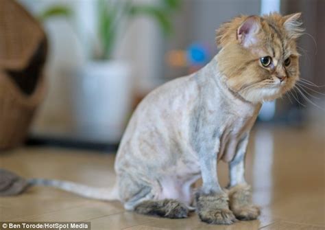 My experience giving my two persian cats a lion cut. Daisy the Persian cat looks like a lion after owners shave ...