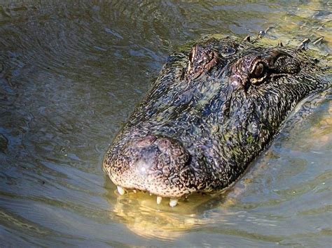 Two Huge Alligators Were Caught On Video Fighting In Florida And Yep