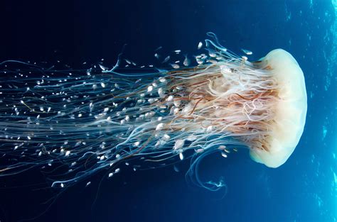 Jellyfish Wallpaper Travel Jellyfish Rangiroa Pacific Ocean Diving
