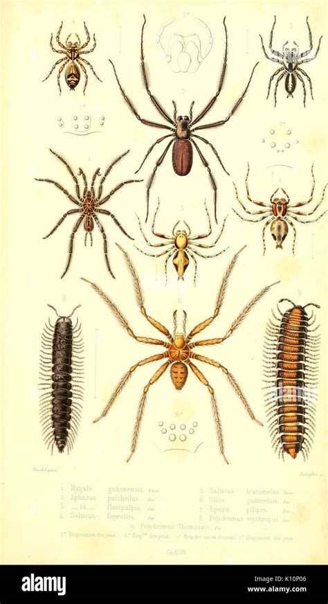Archives Entomologiques Ou Recueil Contenant Des Illustrations D