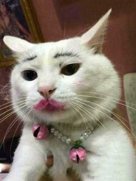 Hahaha Nice Makeup Cat Makeup Funny Cat Memes Kitten Mom
