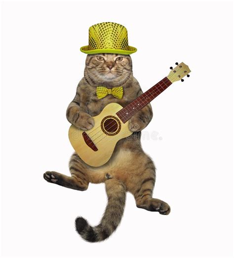 Cat Playing The Guitar Stock Image Image Of Hold Play 145113525