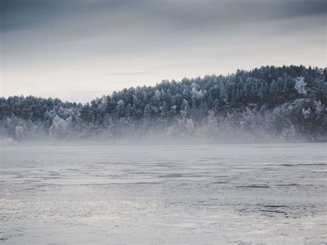 3840x2560 Cold Fog Forest Freeze Frost Frozen Ice Landscape