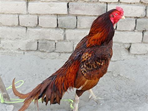 some aseel اصیل roosters in pakistan bird breeds beautiful chickens game fowl