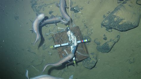 Deep Sea Oddities From The New Hebrides Trench