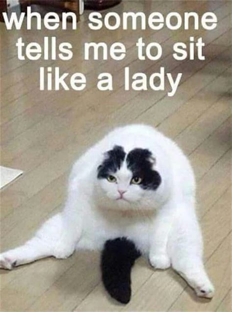 A Funny Cat Funny Animal Memes Animal Jokes Funny Cat