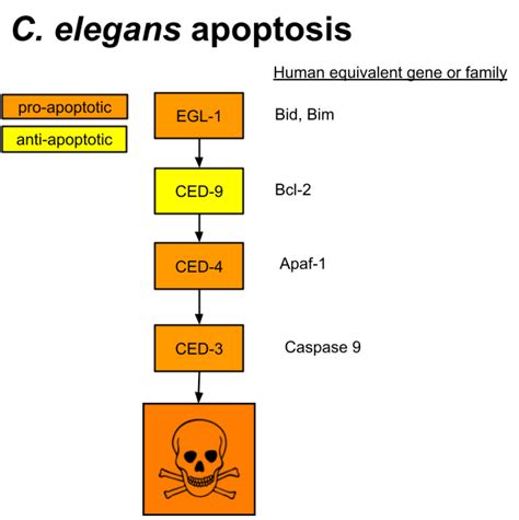 Cell Biology 11 Apoptosis And Necrosis